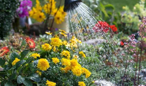 Five methods to keep plants watered without using a hose