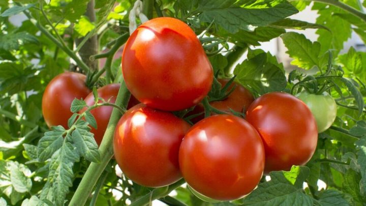 Five tips to ‘ripen’ your tomato plants ‘much faster’ to receive ‘juicy fruits’