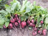 Four ‘easy’ fruit and vegetables to plant in June with ‘minimal effort’