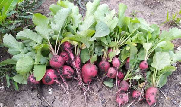 Four ‘easy’ fruit and vegetables to plant in June with ‘minimal effort’