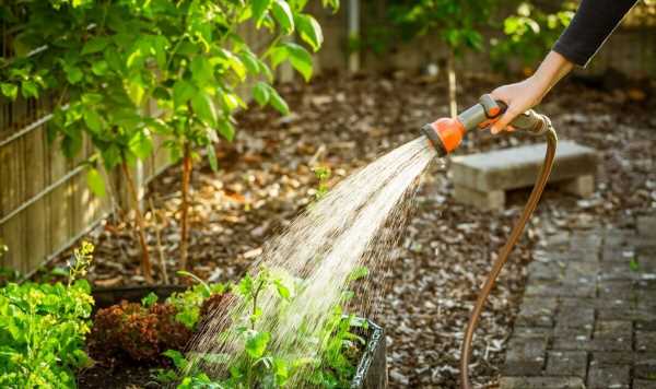 When and how often to water gardens to stop plants ‘drying out and dying’