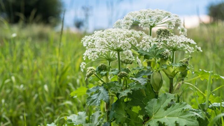 Britons urged to familiarise themselves with garden weed that can cause burns