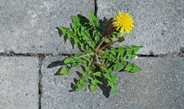 Effective and natural method kills off weeds on driveways and paving slabs