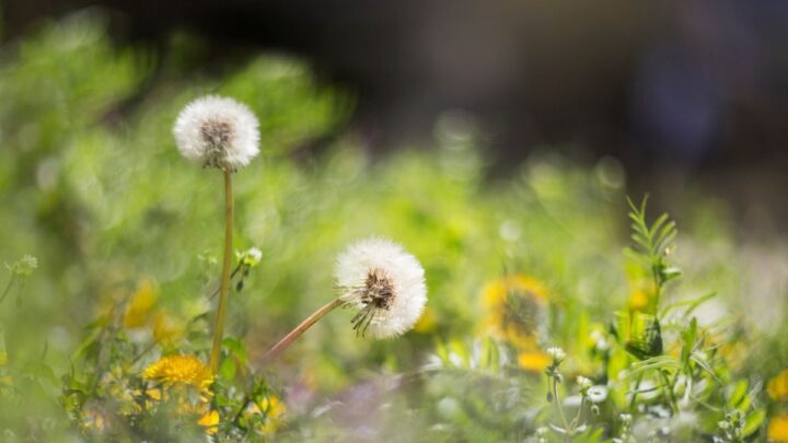 Method to ‘effectively’ remove dandelions from lawns