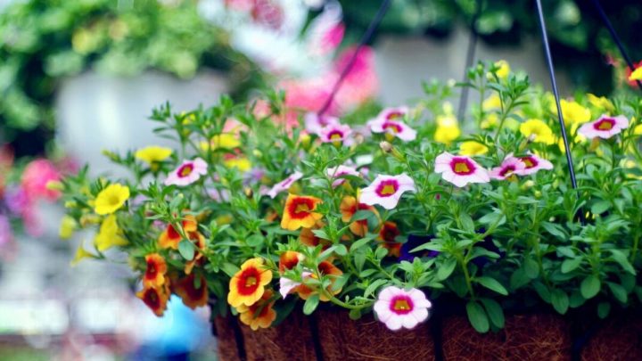 ‘Vital’ step you need to follow to keep hanging baskets looking ‘spectacular’