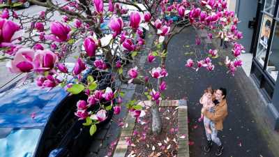‘Blissonance’ effect as Melbourne’s early spring signals hot, dry summer