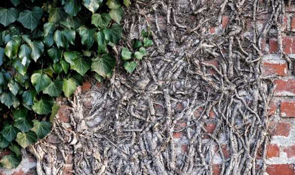 ‘Only’ solution for ivy plants to ‘permanently die and never return’ in gardens