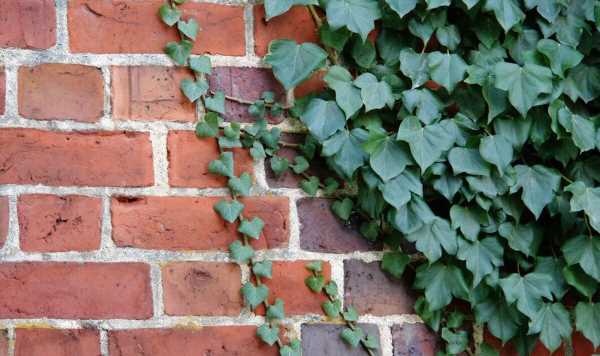 16p kitchen staple that kills poison ivy overnight is ‘natural’ and pet-friendly