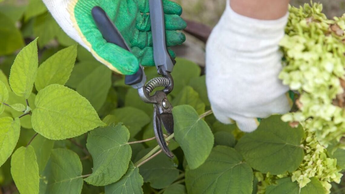 5 garden plants that need pruning now for ‘more blooms’ and ‘healthier growth’