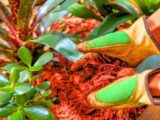 Easily kill weeds without chemicals with this natural gardening method