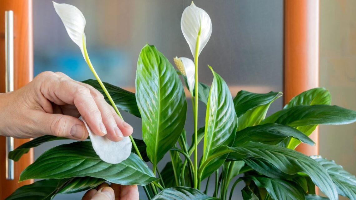 Keep your home dust-free with three houseplants that improve air quality