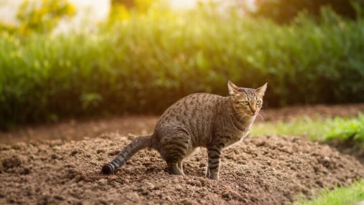 Natural deterrent ‘discourages’ cats from pooping in gardens, claims expert