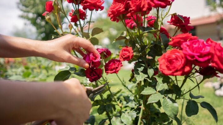 Revive roses easily by properly pruning them to get more beautiful blooms