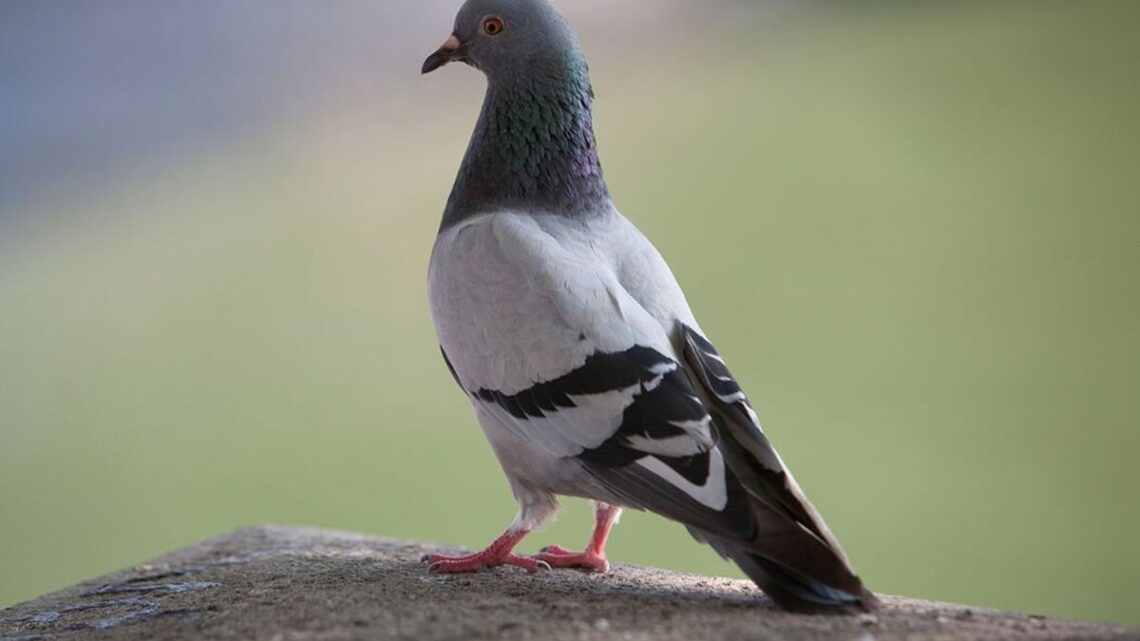 Three popular plants ‘disliked’ by pigeons will banish bird from your garden