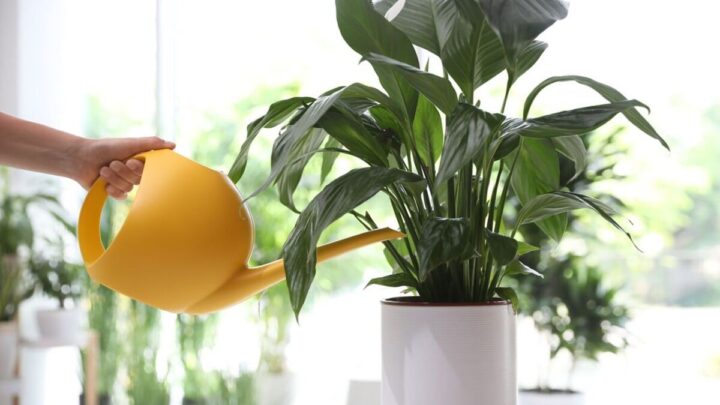 Key ‘indicator’ your peace lily needs watering now – ‘regular check’ to make