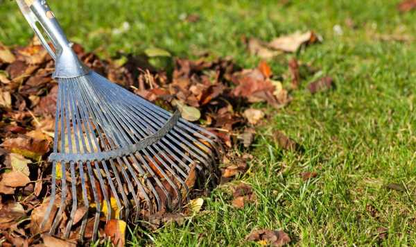 ‘Most important’ lawn job to keep your grass ‘alive’ over winter