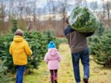Best Christmas tree varieties to put up early – and the key to choosing the best