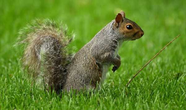 Grey squirrels are a ‘menace’ to UK nature, green experts warn