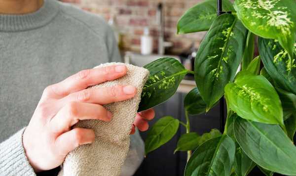 Ice cube watering tip ‘keeps root rot away’ from houseplants with no damage