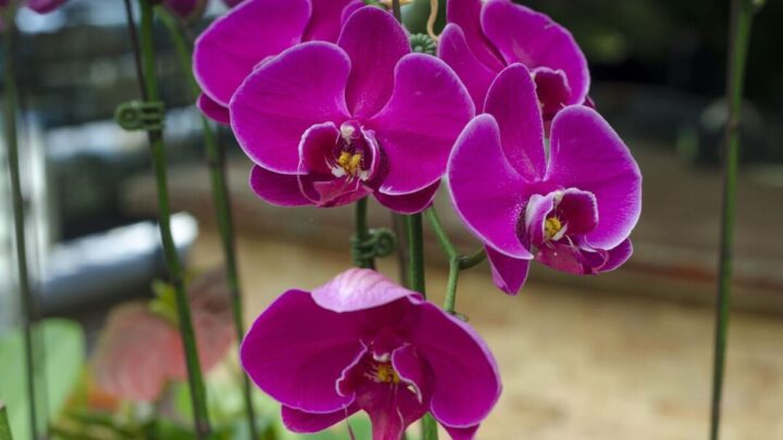 Orchids can be triggered to bloom with one effective job – avoid crucial mistake