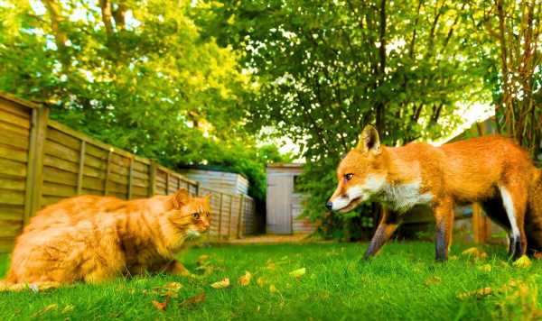 ‘Most effective’ method to stop both foxes and cats from pooing in your garden