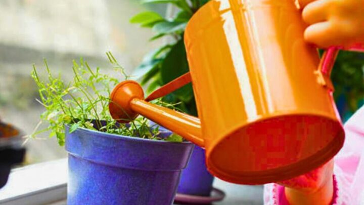 Houseplants that remove mould and makes air ‘cleaner’ in your home