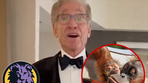 Maury Povich Steps In to Help Announce Paternity Of Baby Orangutan