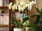 Orchid care mistake which will cause the ‘flower buds to drop’ immediately