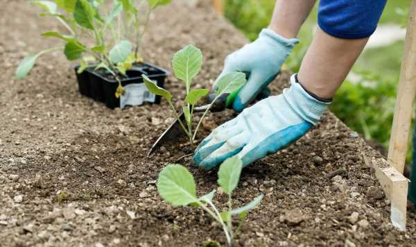 Six easiest to grow vegetables to plant now that flourish with minimal effort