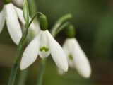 Snowdrops and pansies now at risk of disease – signs