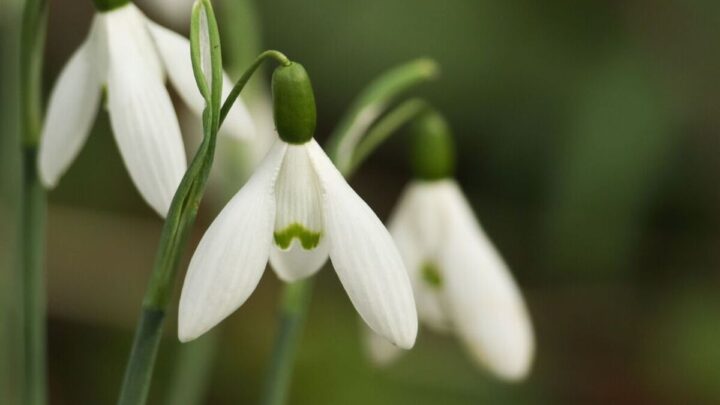 Snowdrops and pansies now at risk of disease – signs