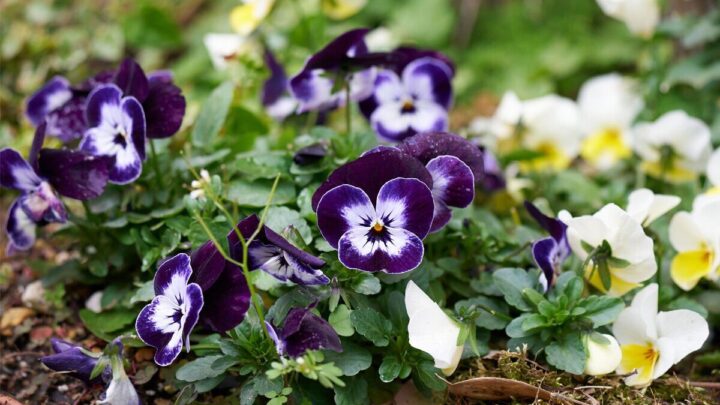 The flower you can plant in December for ‘a splash of much-needed colour’
