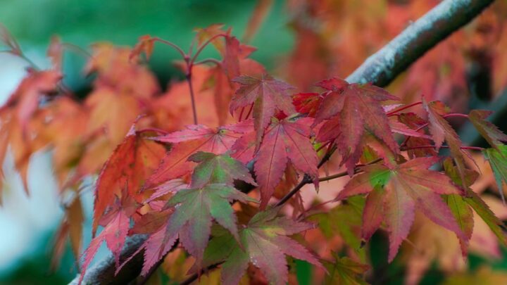 ‘Best’ time to prune Japanese maples or risk ‘weakening’ the plant for good